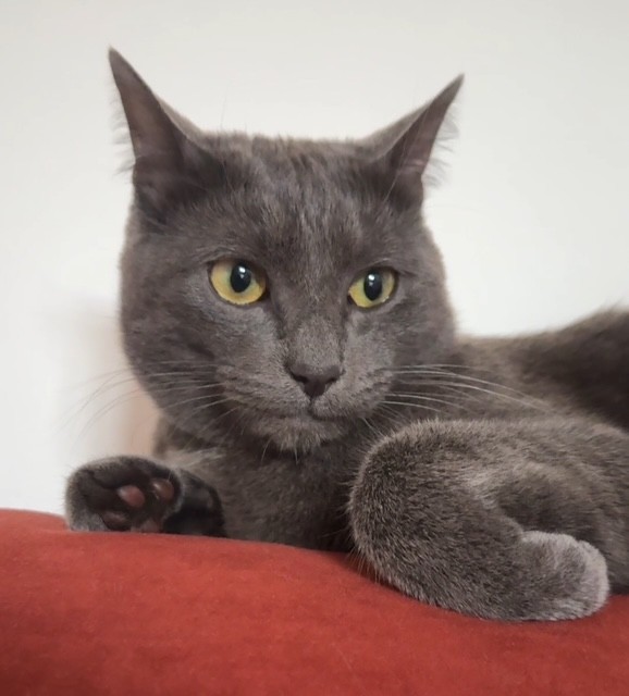 Gatto Smarrito Monte Cremasco