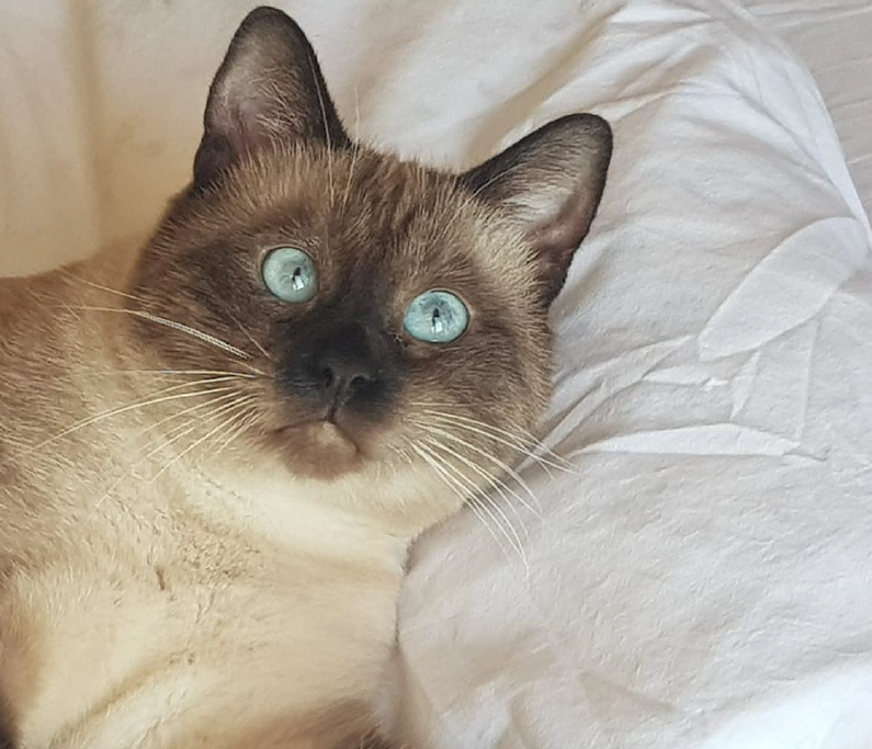 Gatto Smarrito Soragna