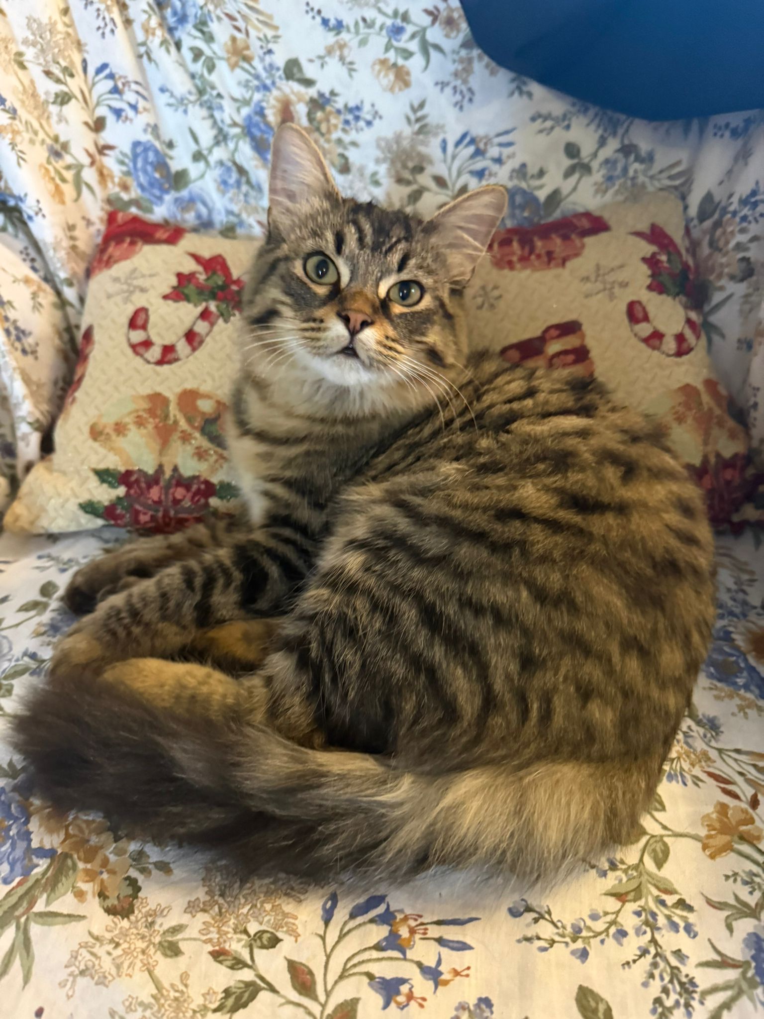 Gatto smarrito a Grumello Cremonese